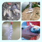 Rete Da Pesca Con Trappola per Esche Saltanti