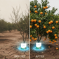 Concime a Lento Rilascio per Frutta