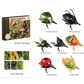 Set di Insetti Alati a Molla con Schede Educative