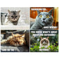 🐱 Calendario dei Gatti – 12 Mesi di Umorismo Felino