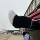 Coda animata in peluche per auto con telecomando e ricarica USB-C